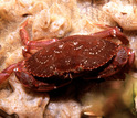 closeup image of a crab